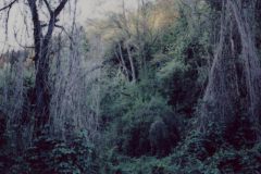 Atavachron